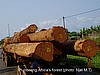 Deforestation in action (photo:Njei M.T)